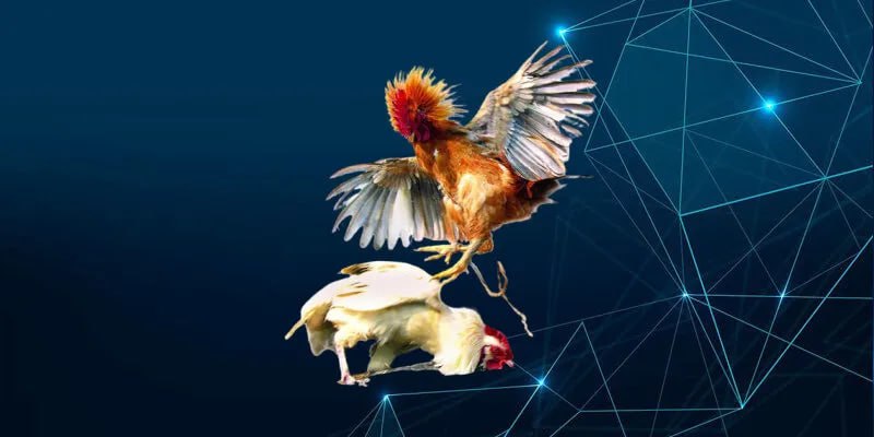 Các Chiến Thuật Tham Gia Cá Cược Đá Gà Campuchia SV66
