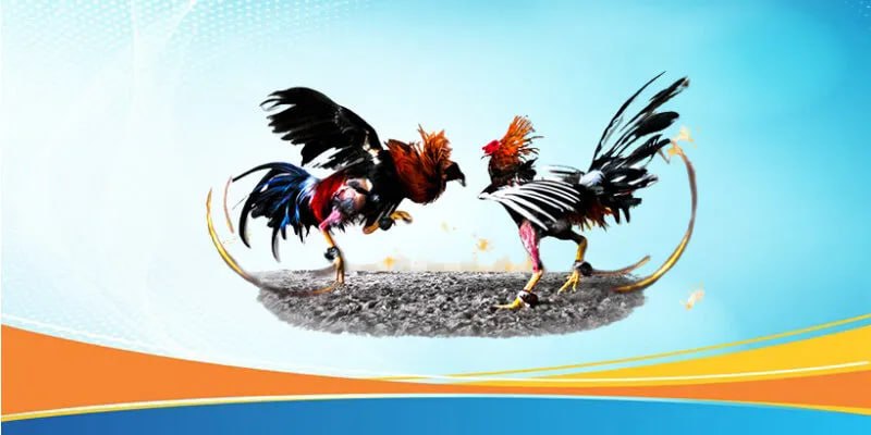 Các Đặc Điểm Nổi Bật của Trải Nghiệm Đá Gà Trực Tuyến SV66