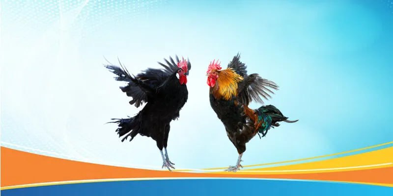 Những Lý Do Khiến SV66 Trở Thành Điểm Đến Tin Cậy của Cộng Đồng Đá Gà
